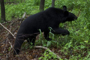 У хабаровську гімалайський ведмідь ходить по вулицях У хабаровську гімалайський ведмідь ходить по вулицях